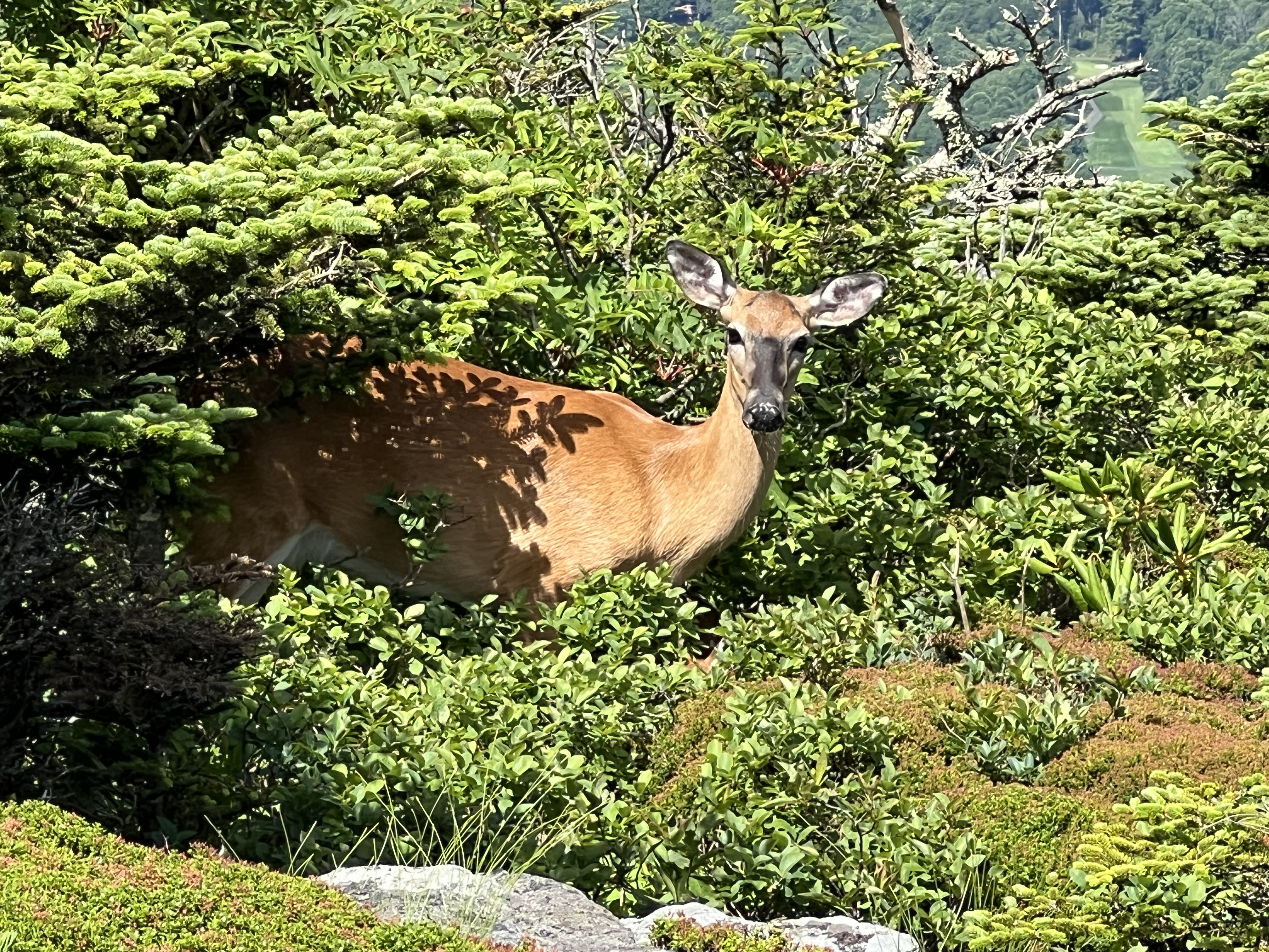 ./2024/08 - Banner Elk/Grandfather Mountain/IMG_1911.jpg